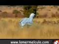 Wild Boys - Dont Piss Off The Animals or Else!