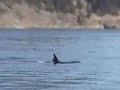 Killer Whales 2006