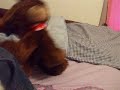 Brownie and Rush Ep. 1
