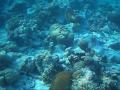 Asdu Reef E Laguna January 2010