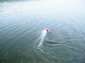 RC Boat H&M Redbird brushless goes diving RC Boat H&M Redbird brushless goes diving