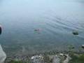 RC Boat H&M Redbird brushless goes diving