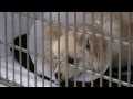 Bluegrass Veterinary Specialists - Lexington, KY Bluegrass Veterinary Specialists - Lexington, KY