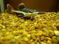 Click here to watch this video Baby Red Tailed Catfish vs Dead Shiner