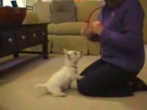 how to train west highland terrier puppies