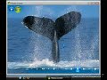 Windows Vista Tip - Manage Pictures With Media Center