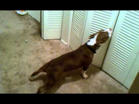 gator pitbull