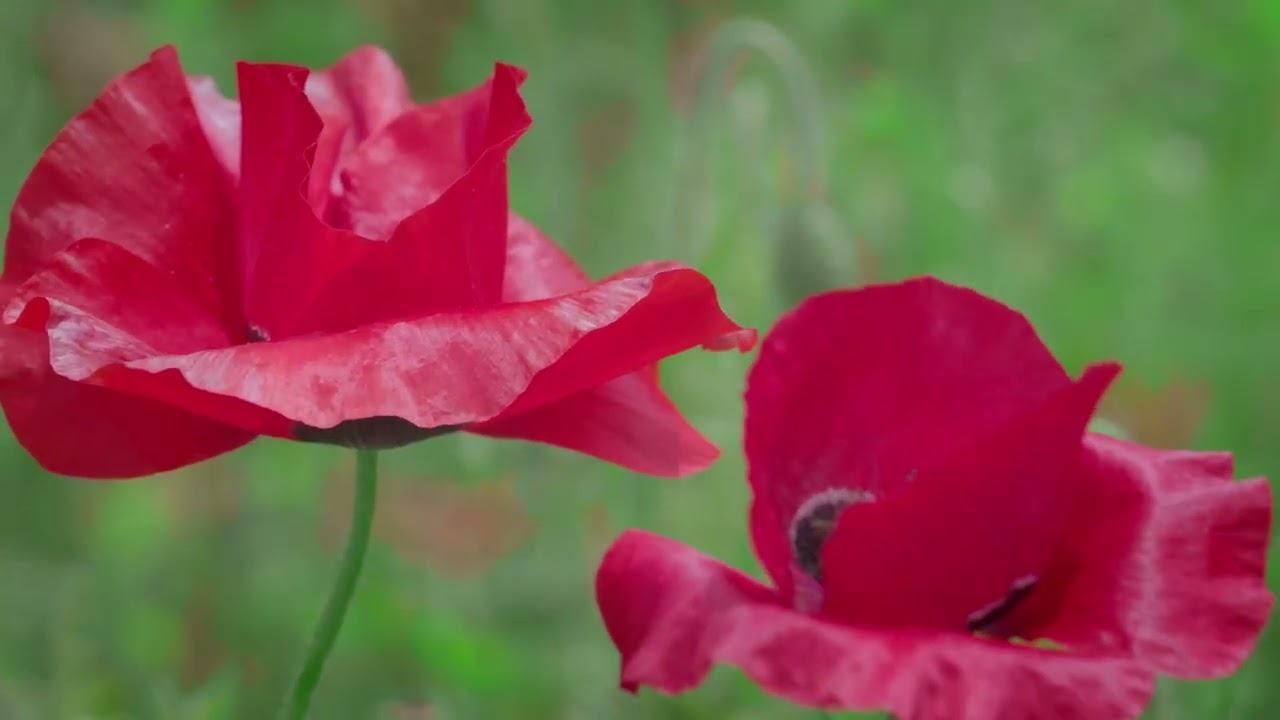 盛岡　御所湖の初夏