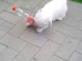 Bichón Habanero video