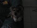 The mutt! =^.^= The mutt! =^.^=