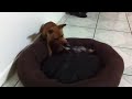 a tribute to my dead chihuahua : (