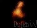 dolphin   romans