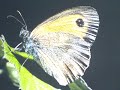 Bailando con mariposas...( dancing with butherflies)