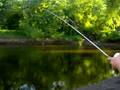 mayflower catfishin