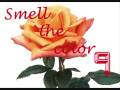 videos de smellthecolornine_0002.wmv