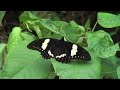 Butterflies from Yungas Bolivia part 2
