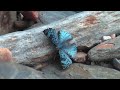 Butterflies from Yungas Bolivia part 2