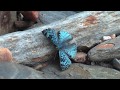 Butterflies from Yungas Bolivia part 2