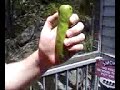 Yodling Pickle