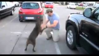 Cão revê dono e fica descontrolado de alegria