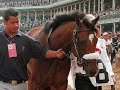 Barbaro - Live Like Horses - Kentucky Derby 132 Champion