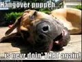 loldogs