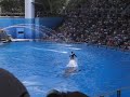 seaworld the whale show