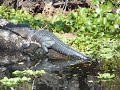 gator 11.17.09