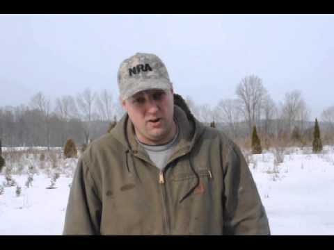 how to fertilize evergreen trees