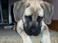 MadisonOur English Mastiff