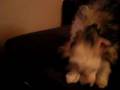 Chinese Crested Powder Puff Titus