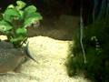 videos de pirañas con hambre