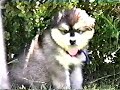 Kenai just a pup