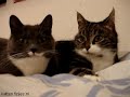 Leuke pratende katten Leuke pratende katten