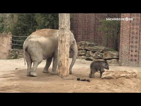 Leipzig: Annherung im Elefantengehege - Tante Don Chun ...