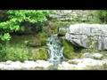Japanase garden and Horses
