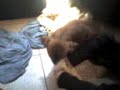 tobby cachorro mal