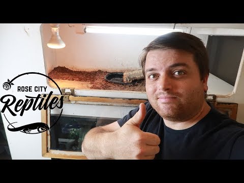 YouTube reptile video