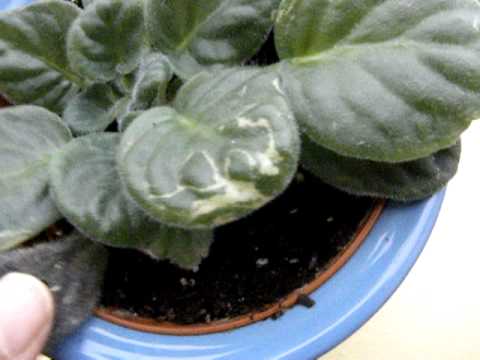 how to plant african violet leaves