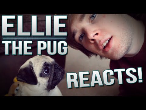 ELLIE THE PUG REACTS.. | TDM Vlogs Episode 26