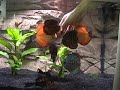 Discus Feeding!