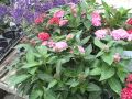 How to Grow Penta's - Growing Well In the Greenhouse