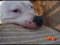 AMERICAN PIT BULL TERRIER (BOLIVIA)