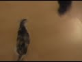 The Kitty Olympics