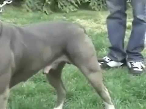 blue pitbull