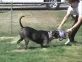 THEBULLYHOUSE.COM BLUE PITBULL PITBULLS WORKING OUT