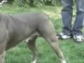 THEBULLYHOUSE.COM BLUE PITBULL PITBULLS WORKING OUT