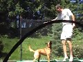 Lily the wonder dog on the trampoline
