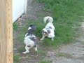 2 shitz tzus playing
