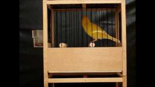 Kanarki Harceńskie - Czeladź 2012 - Część 7 